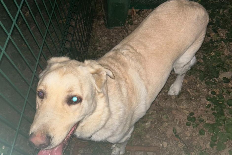 Fundmeldung Hund  Unbekannt , 3 Jahre Cruzilles-lès-Mépillat Frankreich