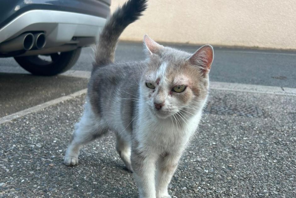 Fundmeldung Katze Unbekannt Toussieux Frankreich