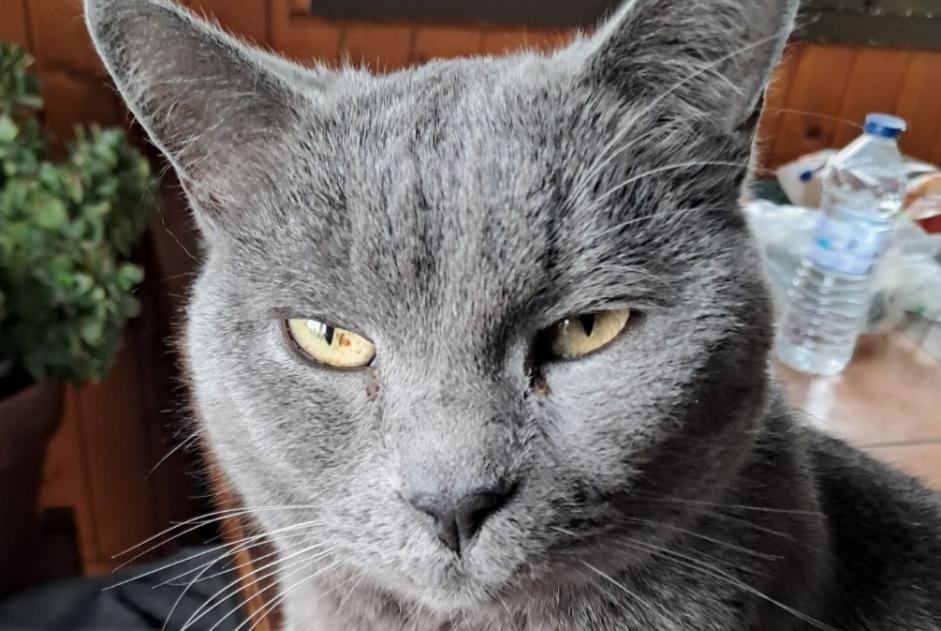 Disappearance alert Cat  Male , 12 years Lajoux France