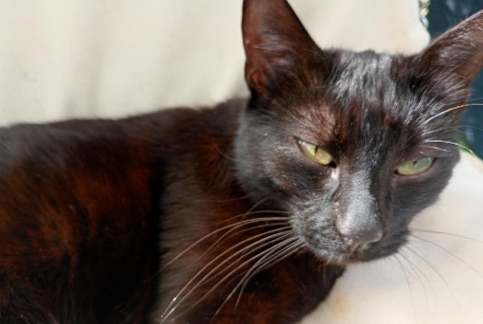 Alerta de Desaparición Gato Macho , 6 años Treffort-Cuisiat Francia