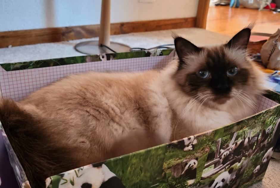 Alerte Disparition Chat  Mâle , 3 ans Crozet France