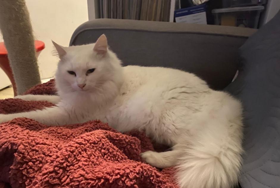 Alerte Disparition Chat croisement Mâle , 7 ans Bourg-en-Bresse France