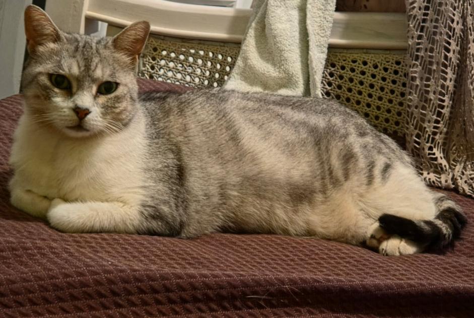 Alerte Disparition Chat Femelle , 12 ans Nébian France Alerte Disparition Chat Femelle , 12 ans Nébian France
