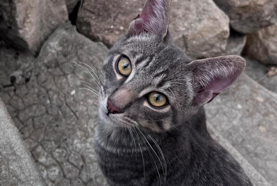 Alerte Disparition Chat Mâle , 0 ans Bellegarde-Poussieu France Alerte Disparition Chat Mâle , 0 ans Bellegarde-Poussieu France
