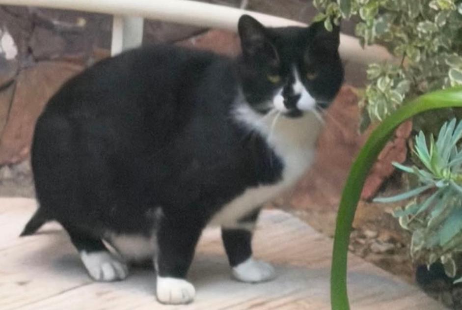 Alerte Disparition Chat Mâle , 4 ans Paris France Alerte Disparition Chat Mâle , 4 ans Paris France
