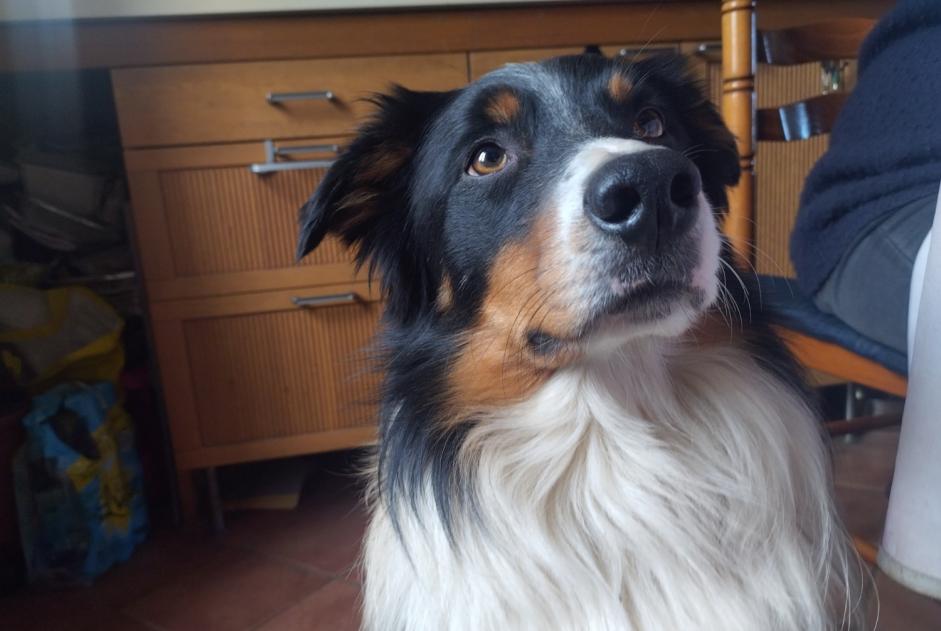 Alerte Disparition Chien  Mâle , 6 ans Poncin France