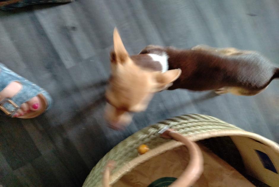 Alerte Découverte Chien  Mâle Neuville-sur-Ain France