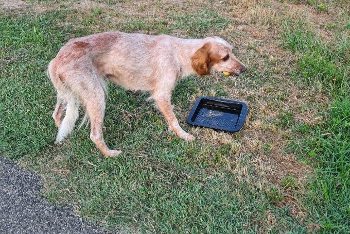 Avviso Ritrovamento Cane Non conosciuta La Réunion Francia Avviso Ritrovamento Cane Non conosciuta La Réunion Francia