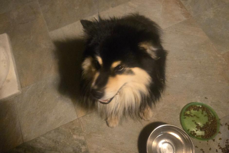Ontdekkingsalarm Hond Mannetje Sermérieu Frankrijk