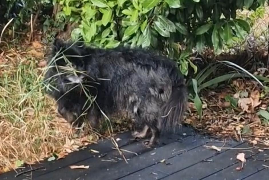 Ontdekkingsalarm Hond Onbekend Heyrieux Frankrijk