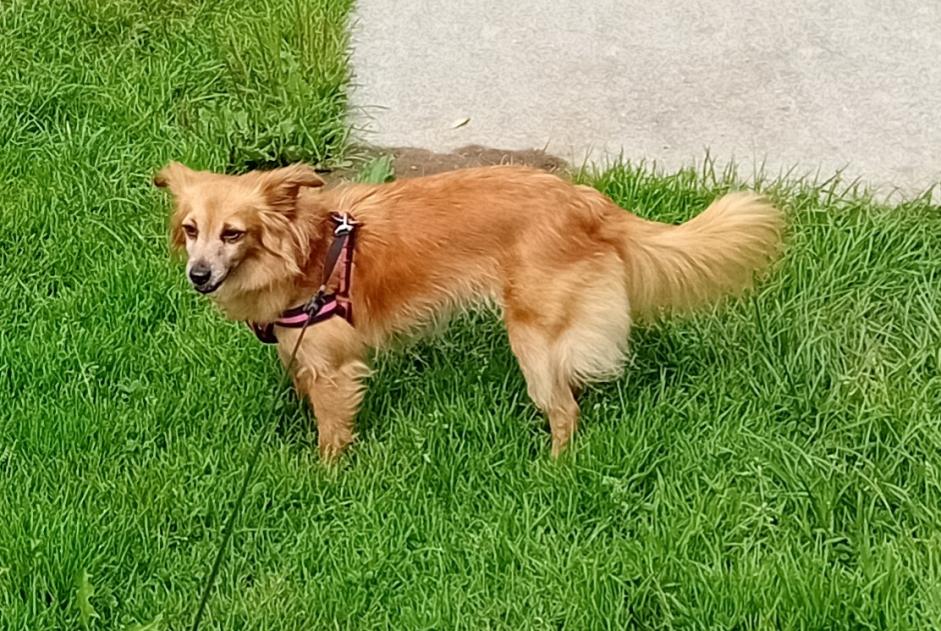 Verdwijningsalarm Hond rassenvermenging Vrouwtje , 10 jaar Languidic Frankrijk
