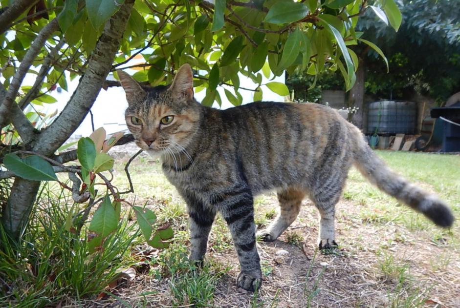 Alerta desaparecimento Gato  Fêmea , 18 anos Lagnieu France