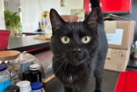 Alerta desaparecimento Gato Fêmea , 67 anos Strasbourg France