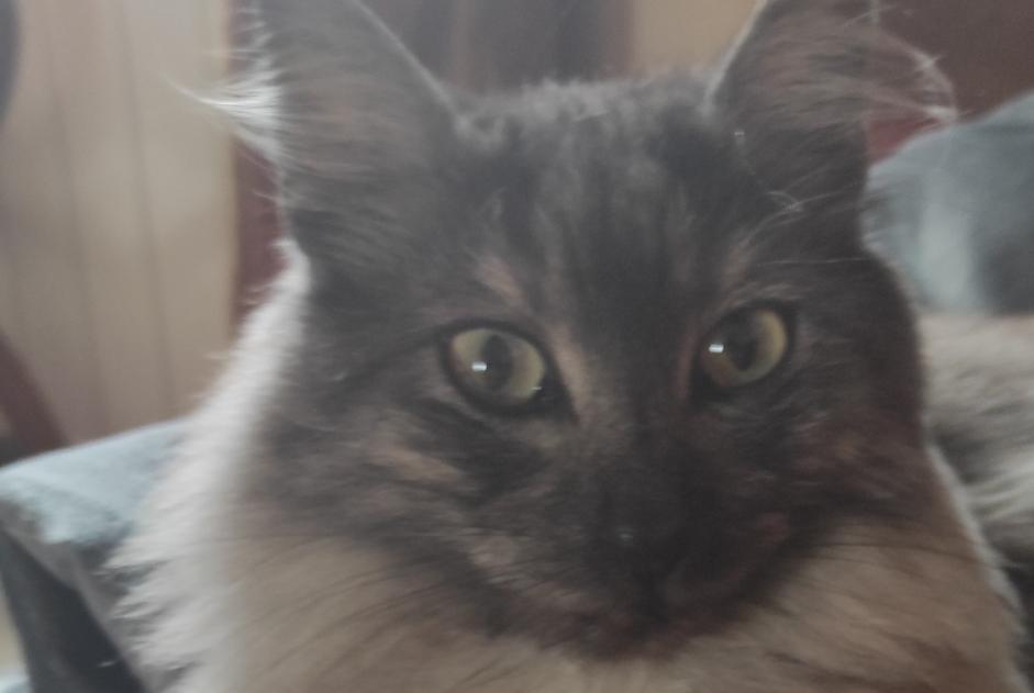 Alerta desaparecimento Gato  Macho , 4 anos Lille France